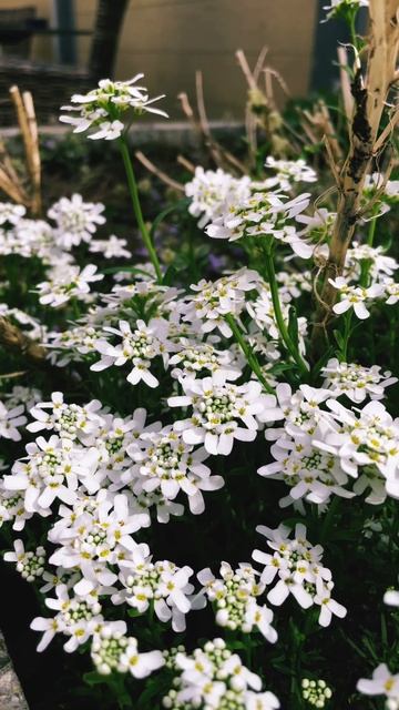 Iberis sempervirens #flower #flowers #spring