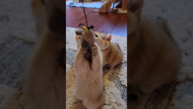 Думаю, теперь это их любимая игрушка