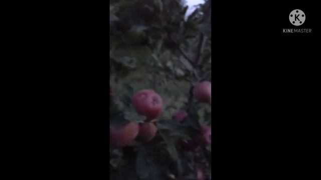jeromine apple