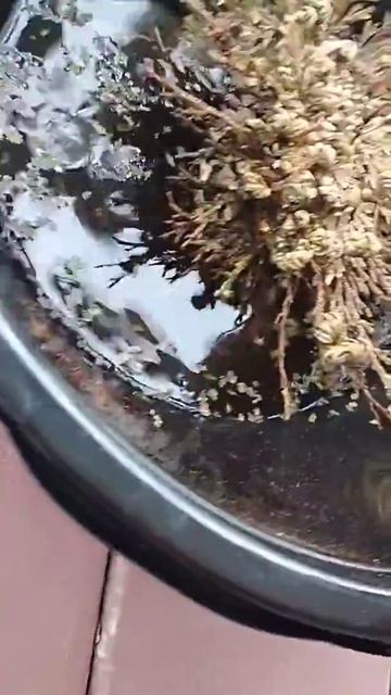 Rose of Jericho Flower experience (TLC)