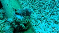 Mototi octopus with eggs