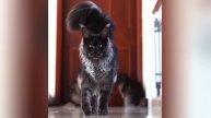 Смешные видео С ЖИВОТНЫМИ 😊 Самые смешные КОШКИ😺 и СОБАКИ🐶