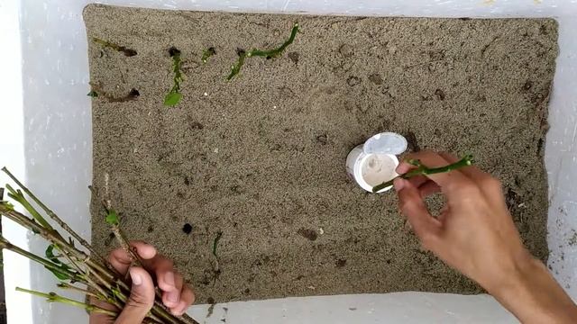 How to Grow Pakistan Mulberry, Pomegranate, Lime, Guava, Macadamia  Trees from Cuttings