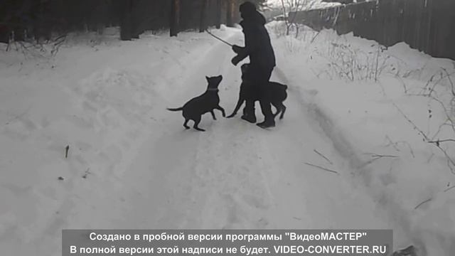 1Ротвейлер и питбуль