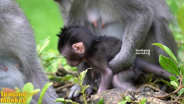 Pelukan ibu yang erat #anakmonyetlucu