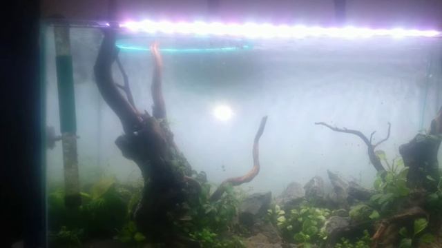 Aquascape tanaman sultan