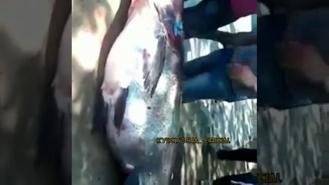 Огромное толстолобик в Кыргызстане