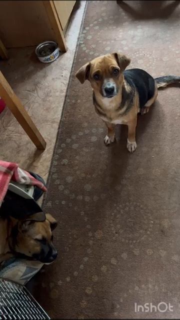 Bansei sucht Zuhause!!! #hunde #tierschutz #russia #shorts #shortvideo #russia #welpe #mira