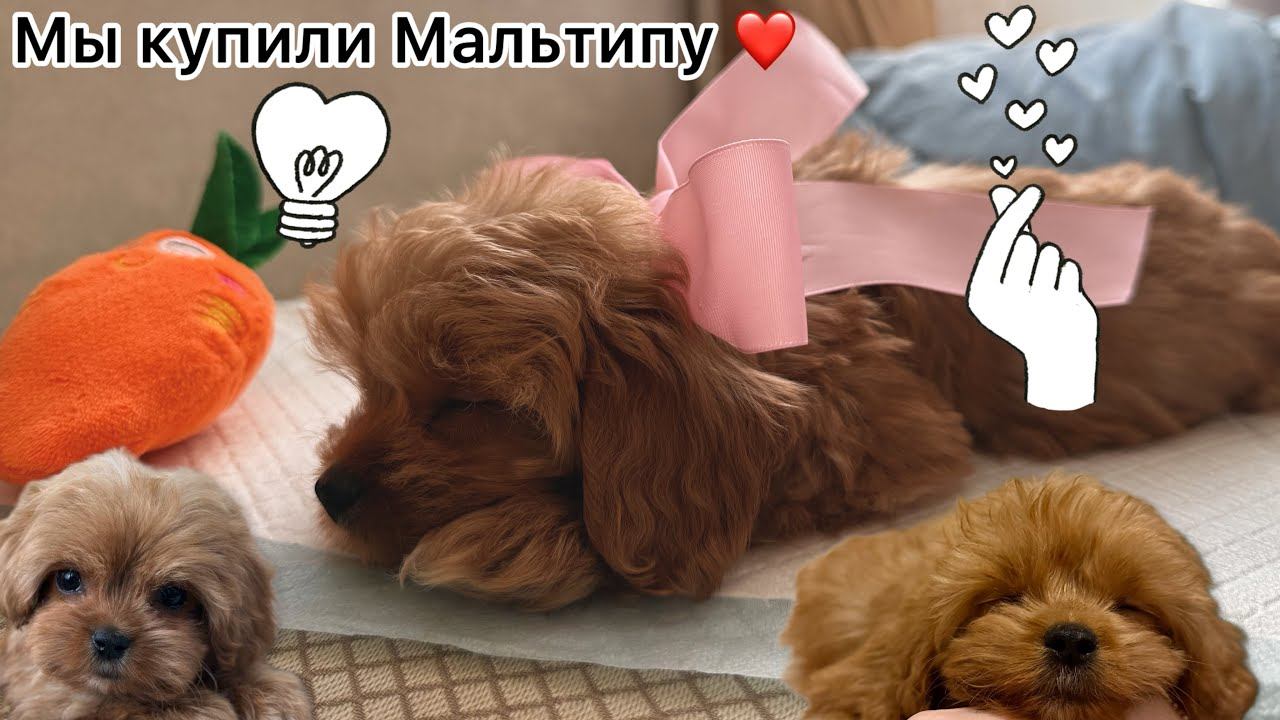 У нас пополнение!  Новый член семьи! Купили Мальтипу