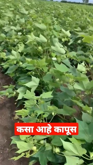 #cotton #kapas #कपास #kapus #youtubeshorts #vijaydhas