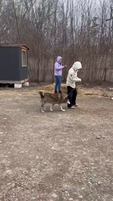 VID_20250420_075228_248