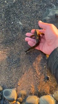 Черноморский бычок