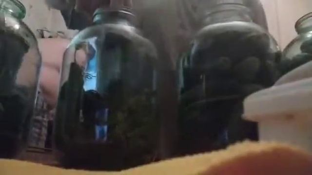 Маринуем огурцы