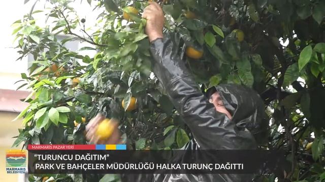 MARMARİS BELEDİYESİ’NDEN TURUNCU DAĞITIM