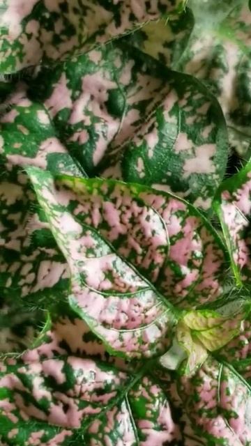 Pink and Green Polka Dot Plant (Hypoestes Phyllostachya)