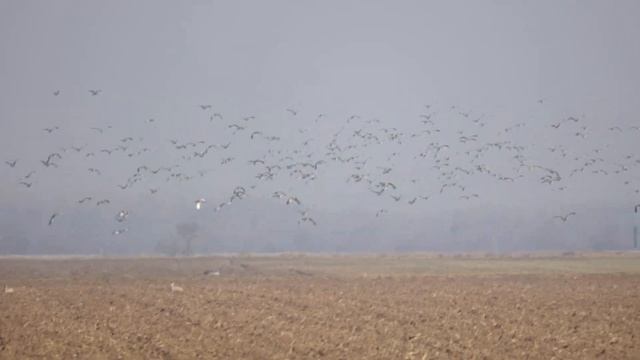 Great bustard (Otis tarda) - the flying flock