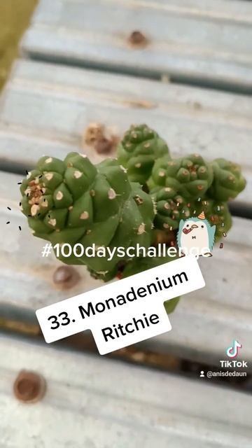 33. Monadenium Ritchie #euphorbia #tanampokok  #100daysofplants #100dayschallenge #plantcollection