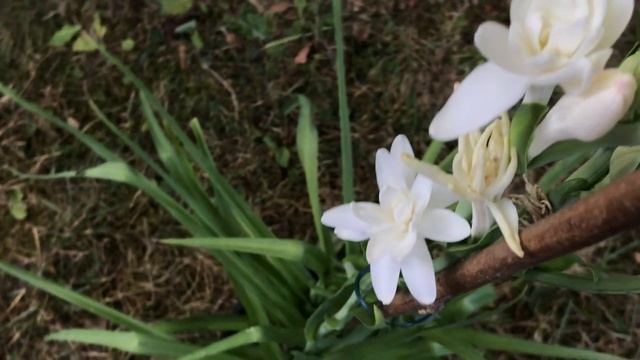Tubéreuse Polianthes tuberosa 'La Perle' Championne du parfum toutes catégories.