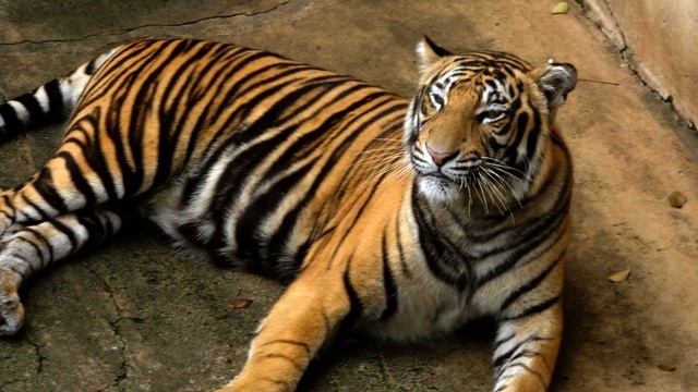 tiger.mp3