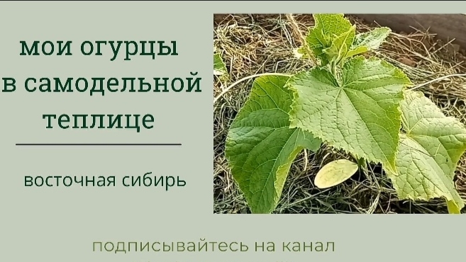 Простая теплица для огурцов за час. Не мастер класс, а применение и использование.