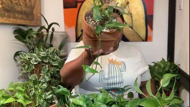 All About Pothos