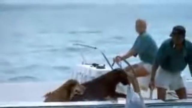 Влюблнный дельфин и собака