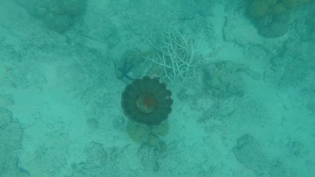 Cassiopea andromeda in Palau