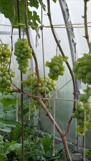 Урожай винограда Восторг.В теплице.Северо-Запад 2021 год.