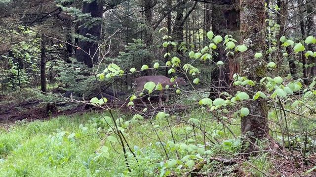 Deer 2 | Great Smoky Mountains National Park | 2024-05-18