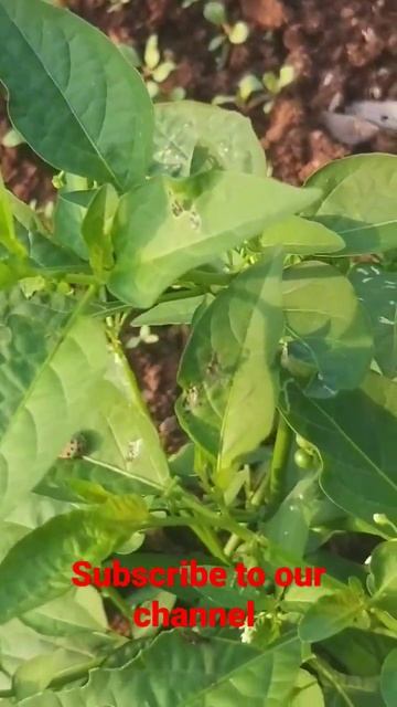 BLACK NIGHTSHADE IN OUR FIELD