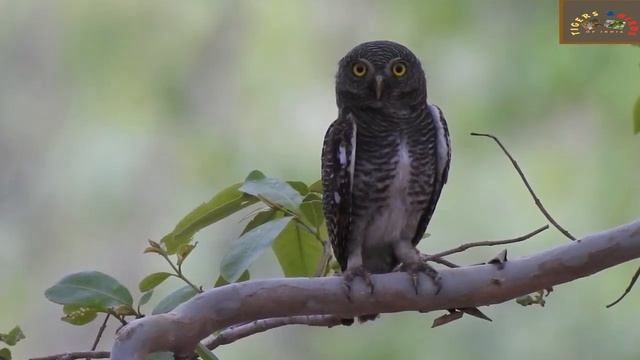 Jungle Owlet are seen when it is cloudy -Birds of Kanha Bird-3