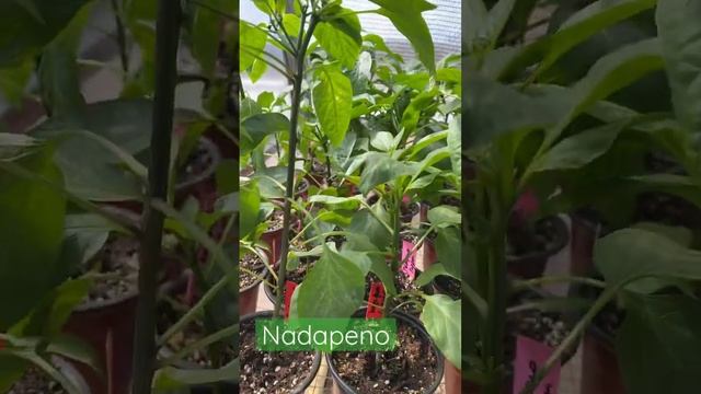 Meet Nadapeno a Heatless Pepper for your garden #9farms #growinginthegreenhouse