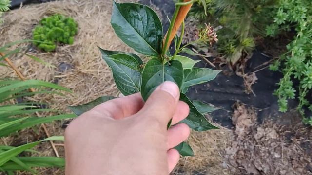 Вулична Хойя. Vincetoxicum fuscatum