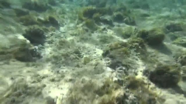 Red Sea coral reef, Egypt 38