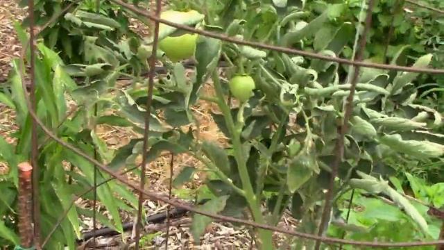 August Garden Update and Harvest Week 2 and Message To My Subscribers
