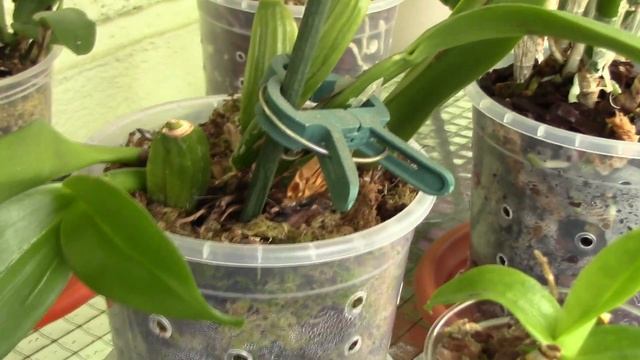 How to promote root growth on sick orchids