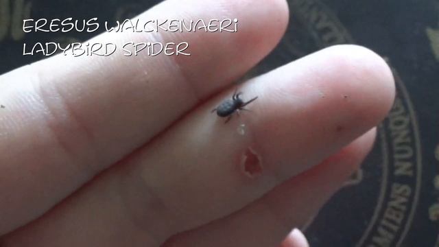 Y Diversipes and Ladybird spider