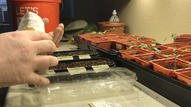 Planting Tomato and Pepper Seeds for Spring
