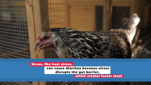 Pasty Butt in Adult Chickens:  How to Prevent it and What to do if it Happens
