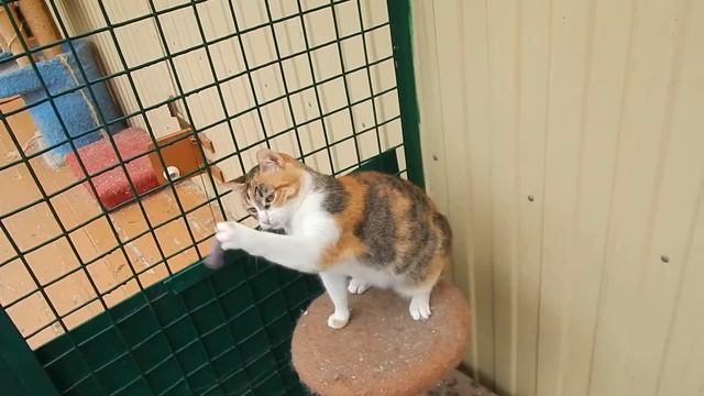 Морошка