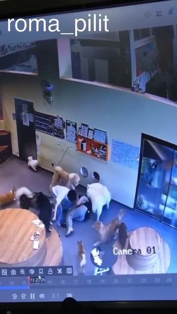 #топкатегорий #ветклиника #собака #животные #прикол #смех