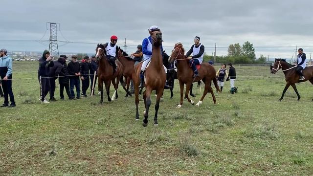 Лошади 🐎
