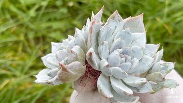 Echeveria Snow Bunny
