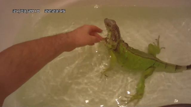 AMBA0059.MOV