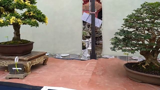 kontes bonsai 5 kota..DIY jawa tengah indonesia