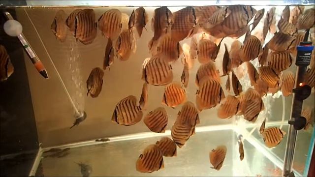 Bébés Discus 3 mois dans 3 jours , le 26 janvier 2016