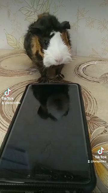 Морская свинка. Guineapig-225.