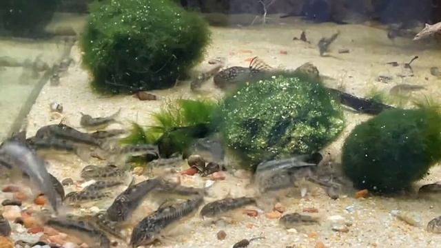 Aspidoras spilotus feeding
