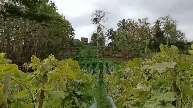 memanen melon jumbo dari 1200 batang