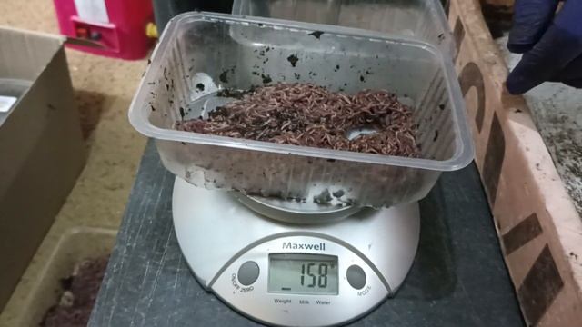 И всё-таки комбикорм рулит!